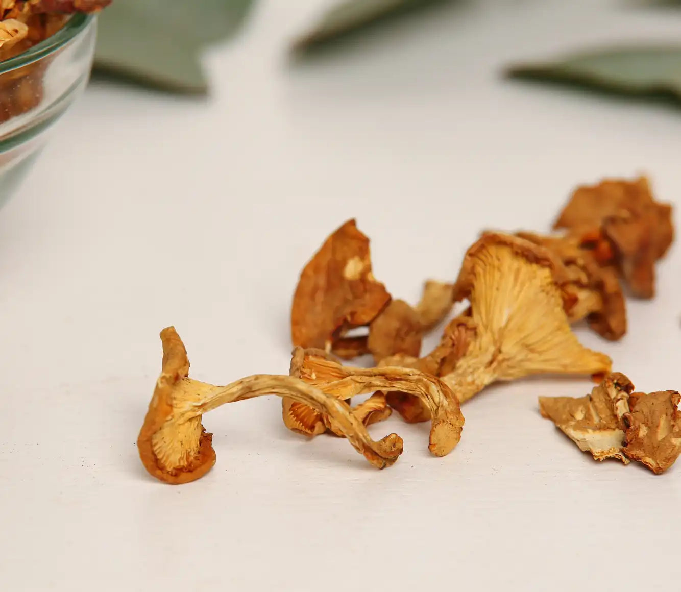 Chanterelle mushroom