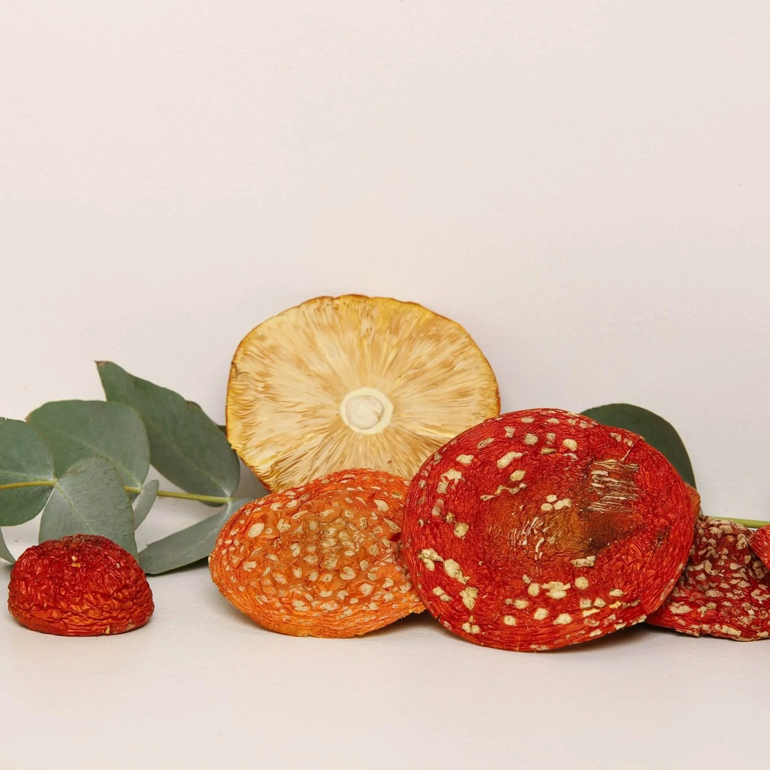 Dried Amanita muscaria (fly agaric) caps – Grade A – red mushroom specimen