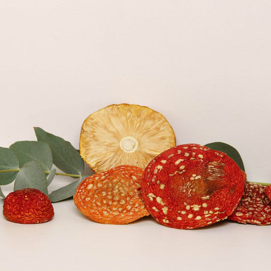 Amanita muscaria - grade A - Amanita Store