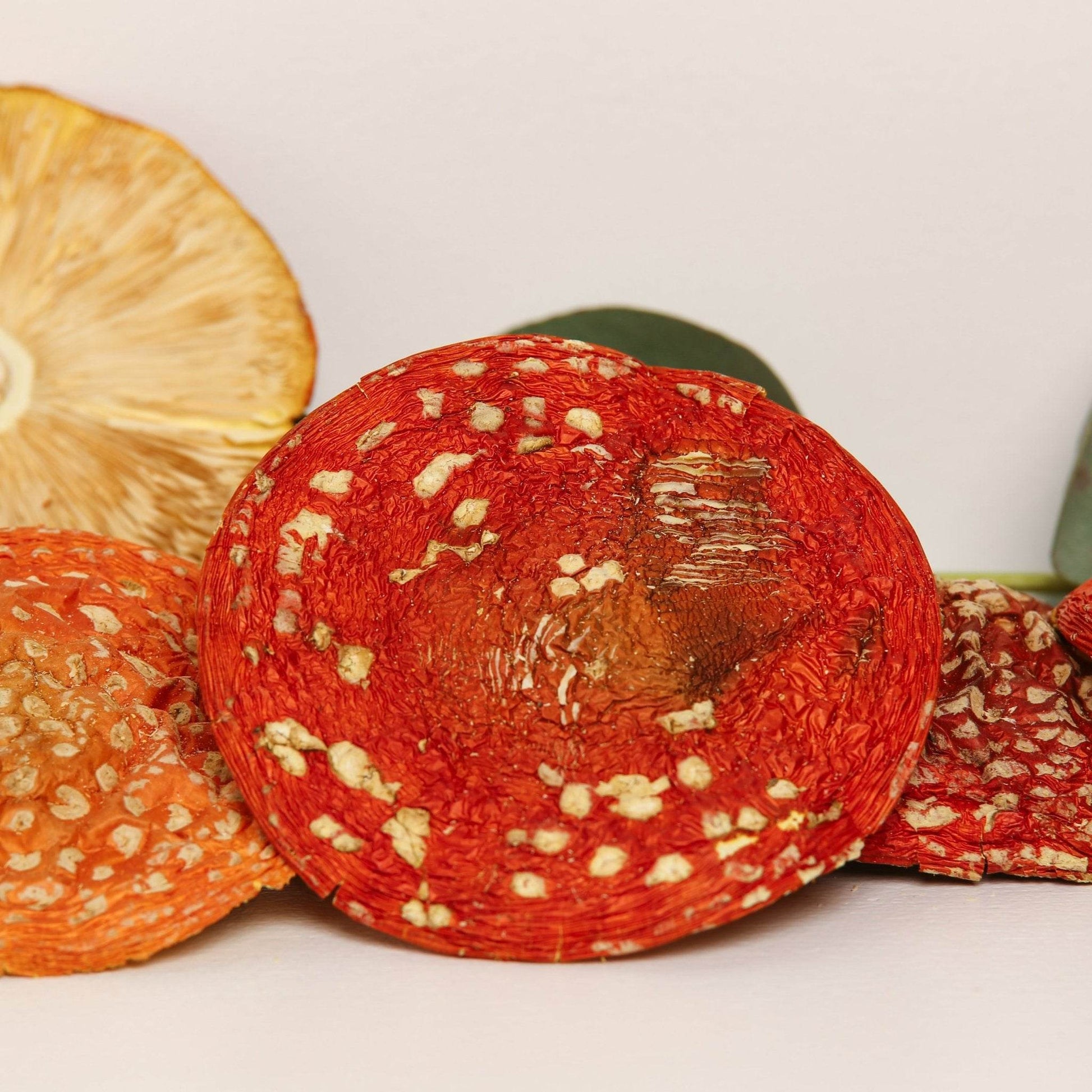 Amanita muscaria - qualité A.