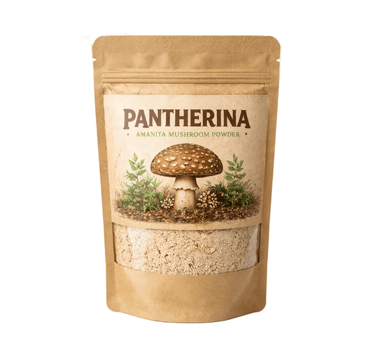Poudre d'Amanita Pantherina - Boutique Amanita