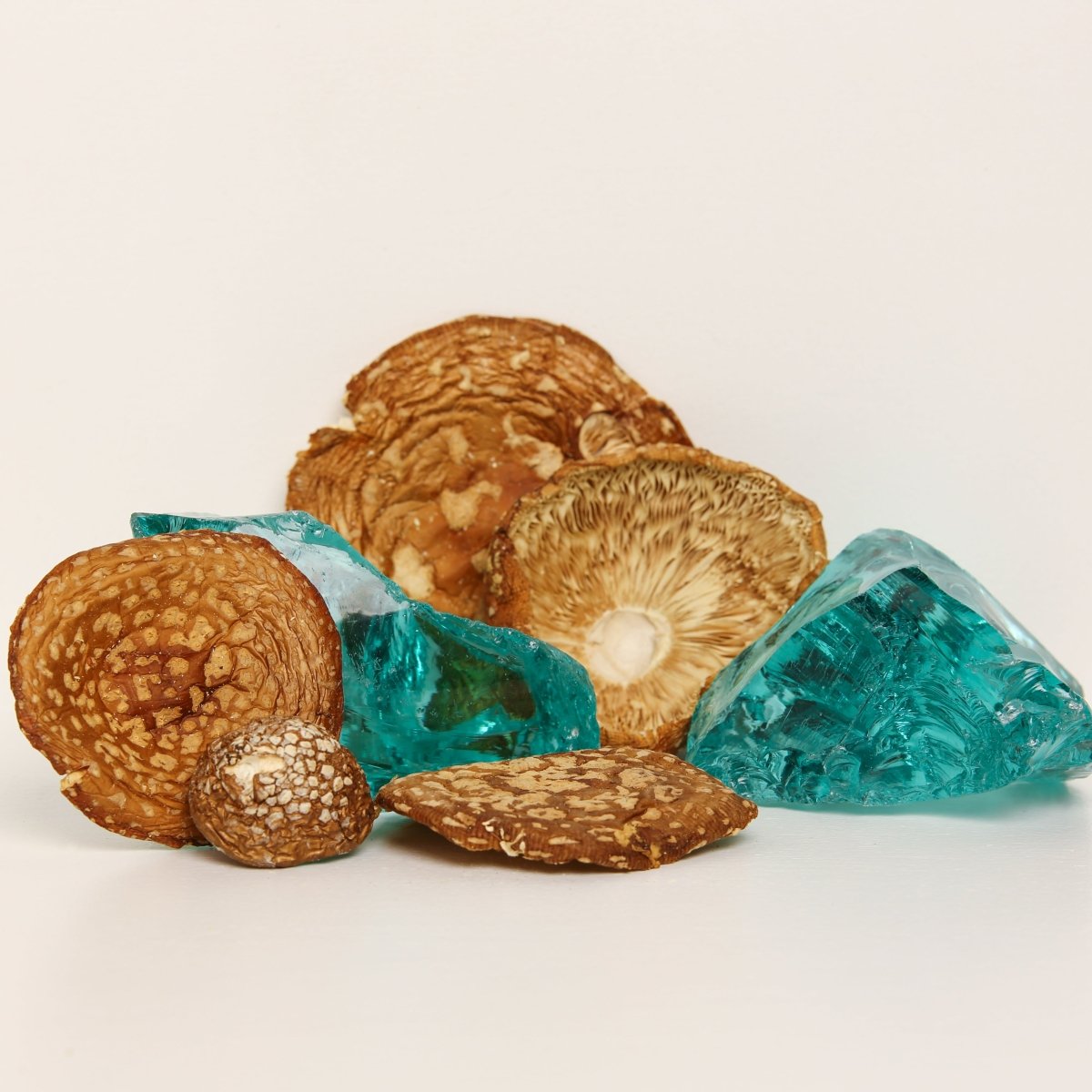 Amanita regalis (Amanita muscaria real) — Ejemplares secos - Amanita Store