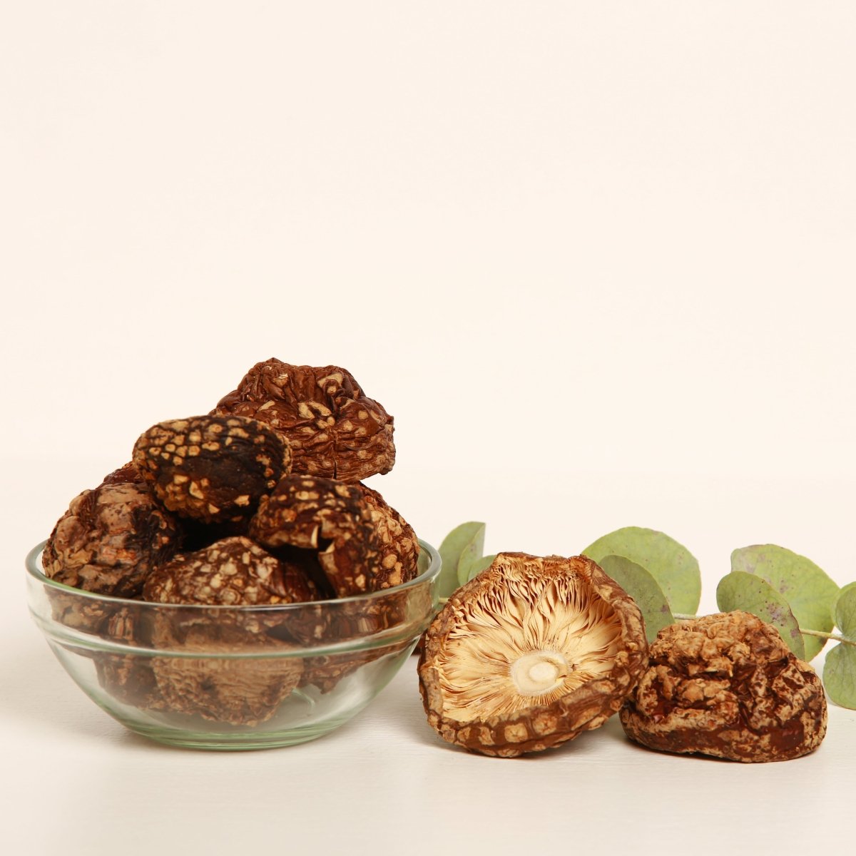 Amanita regalis (Amanita muscaria real) — Ejemplares secos - Amanita Store