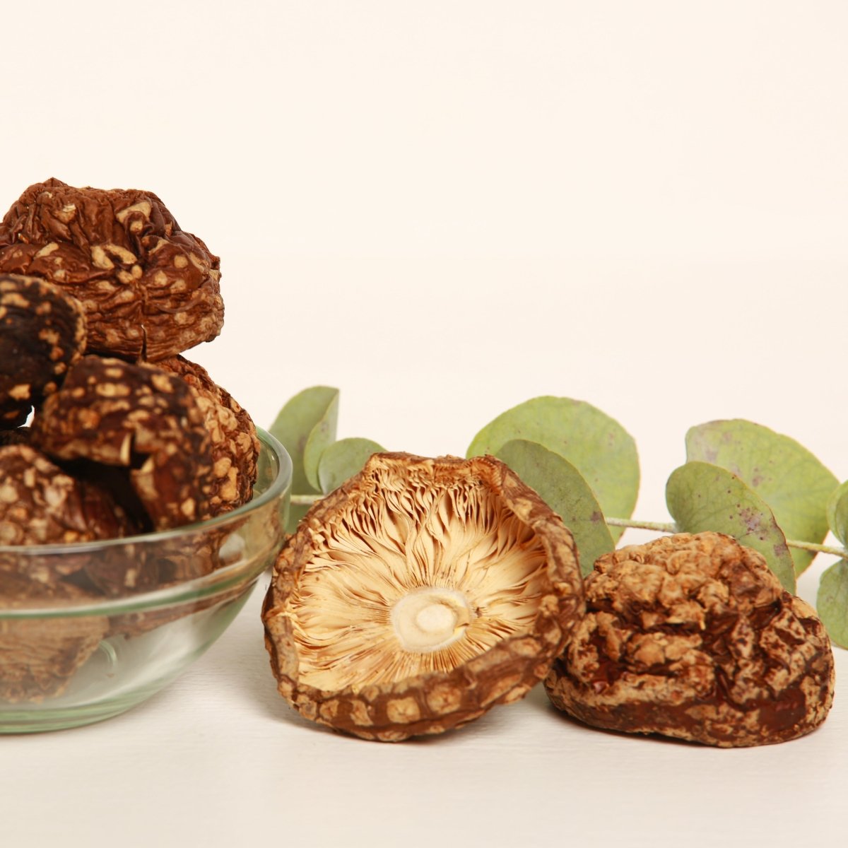 Amanita regalis (Amanita muscaria real) — Ejemplares secos - Amanita Store