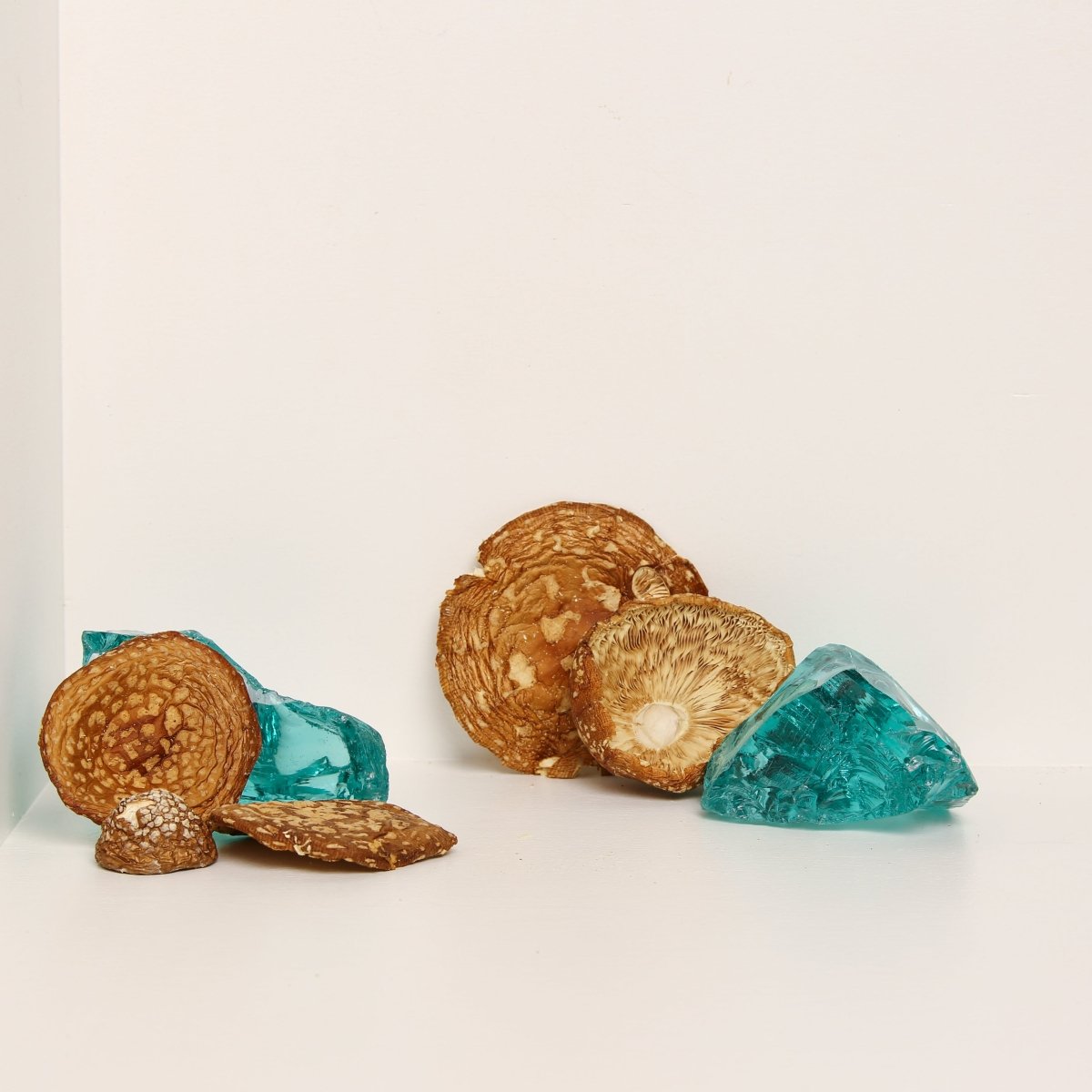 Amanita regalis (Amanita muscaria real) — Ejemplares secos - Amanita Store