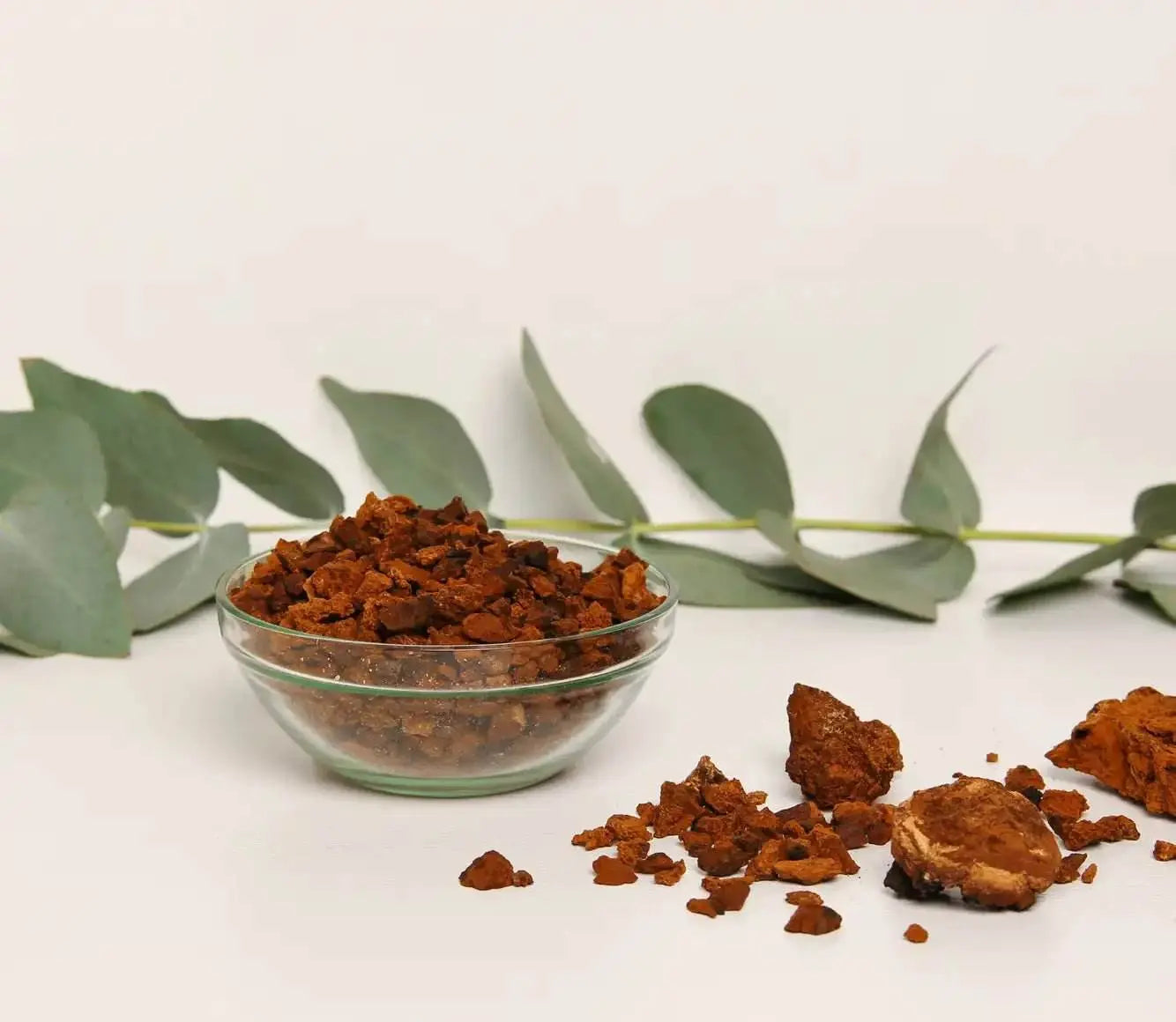 Estratto di Chaga di prima qualità per rafforzare naturalmente il sistema immunitario e migliorare la tua routine di benessere con un lusso senza pari