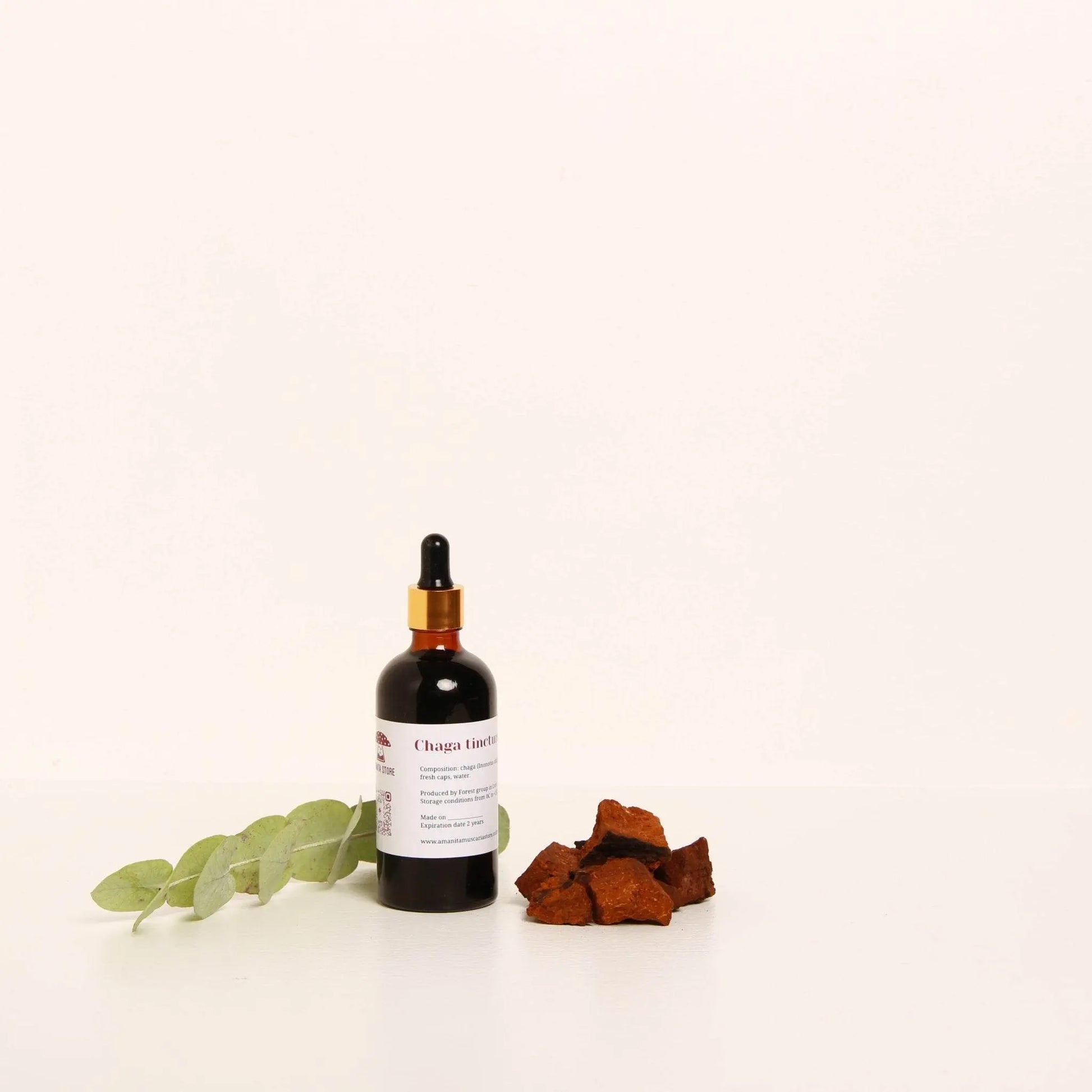 Tintura de Chaga (Inonotus obliquus).