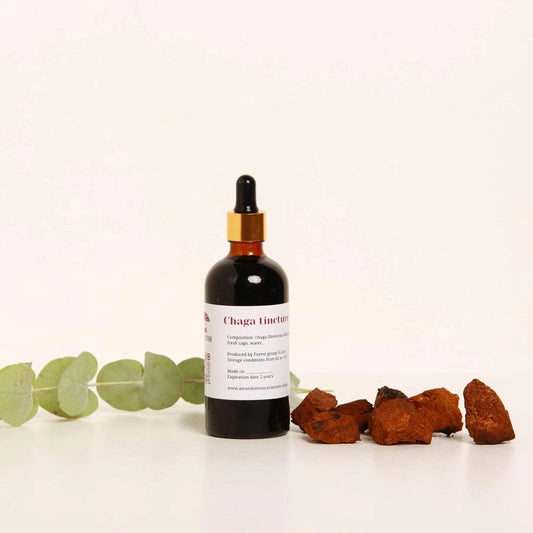 Tintura de Chaga (Inonotus obliquus).