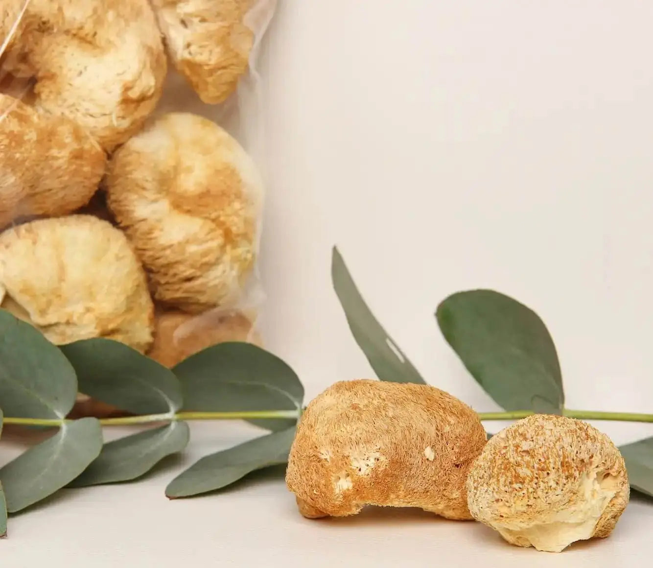 Il fungo Criniera di Leone migliora la concentrazione cognitiva e la chiarezza mentale per una maggiore produttività