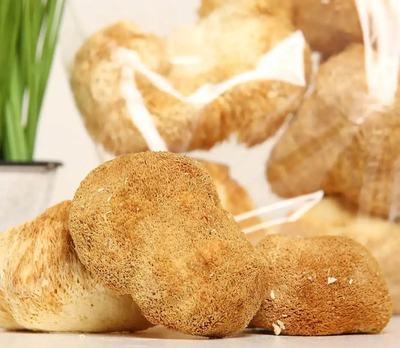 Il fungo Criniera di Leone migliora la concentrazione cognitiva e la chiarezza mentale per una maggiore produttività