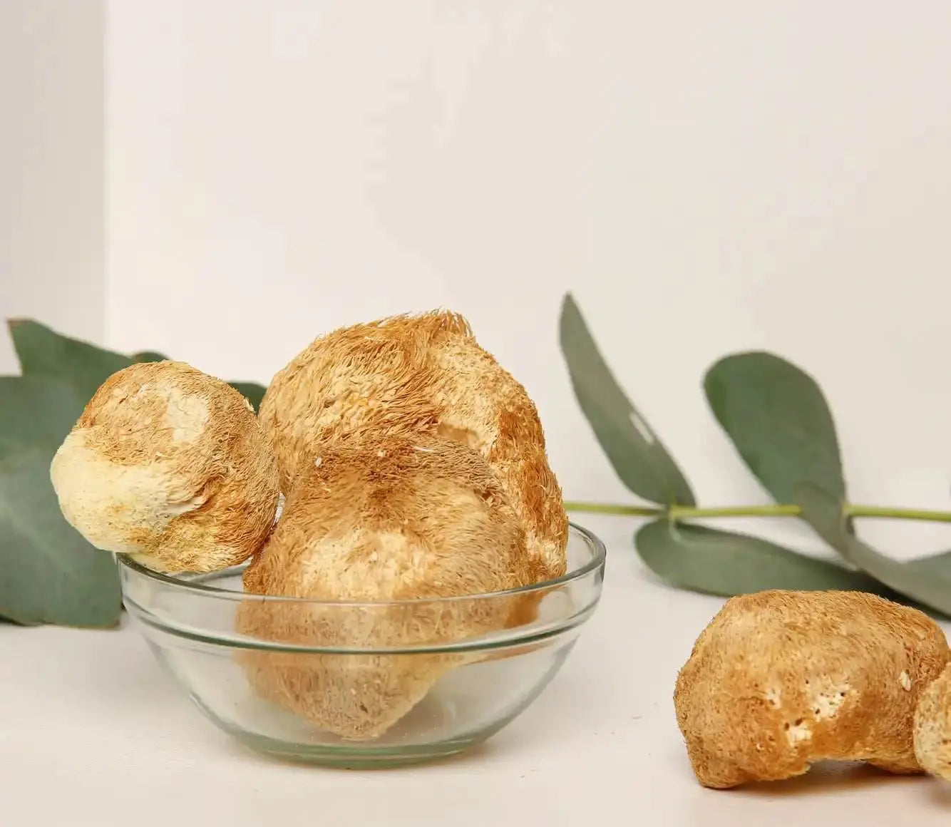 Il fungo Criniera di Leone migliora la concentrazione cognitiva e la chiarezza mentale per una maggiore produttività