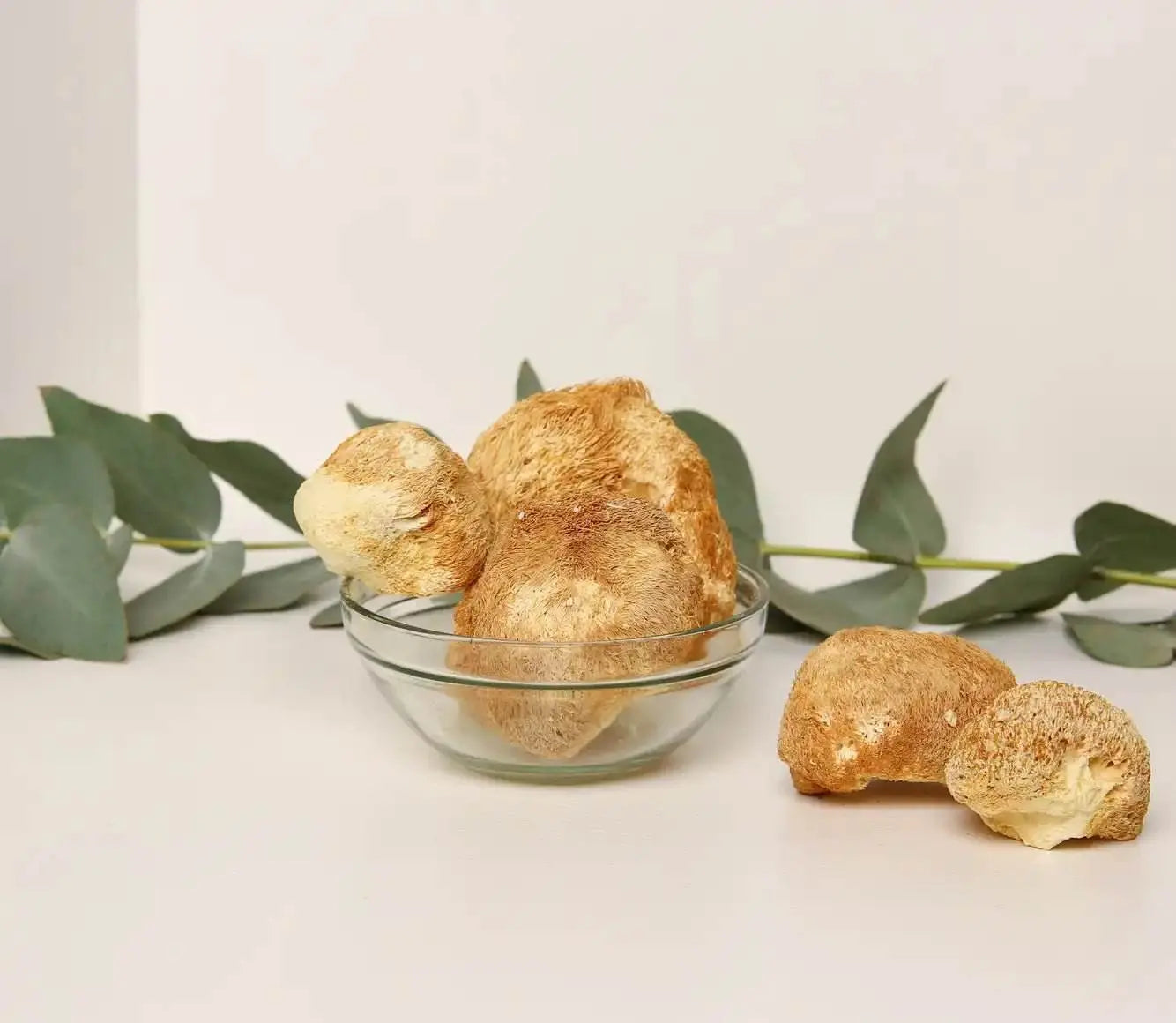 Il fungo Criniera di Leone migliora la concentrazione cognitiva e la chiarezza mentale per una maggiore produttività