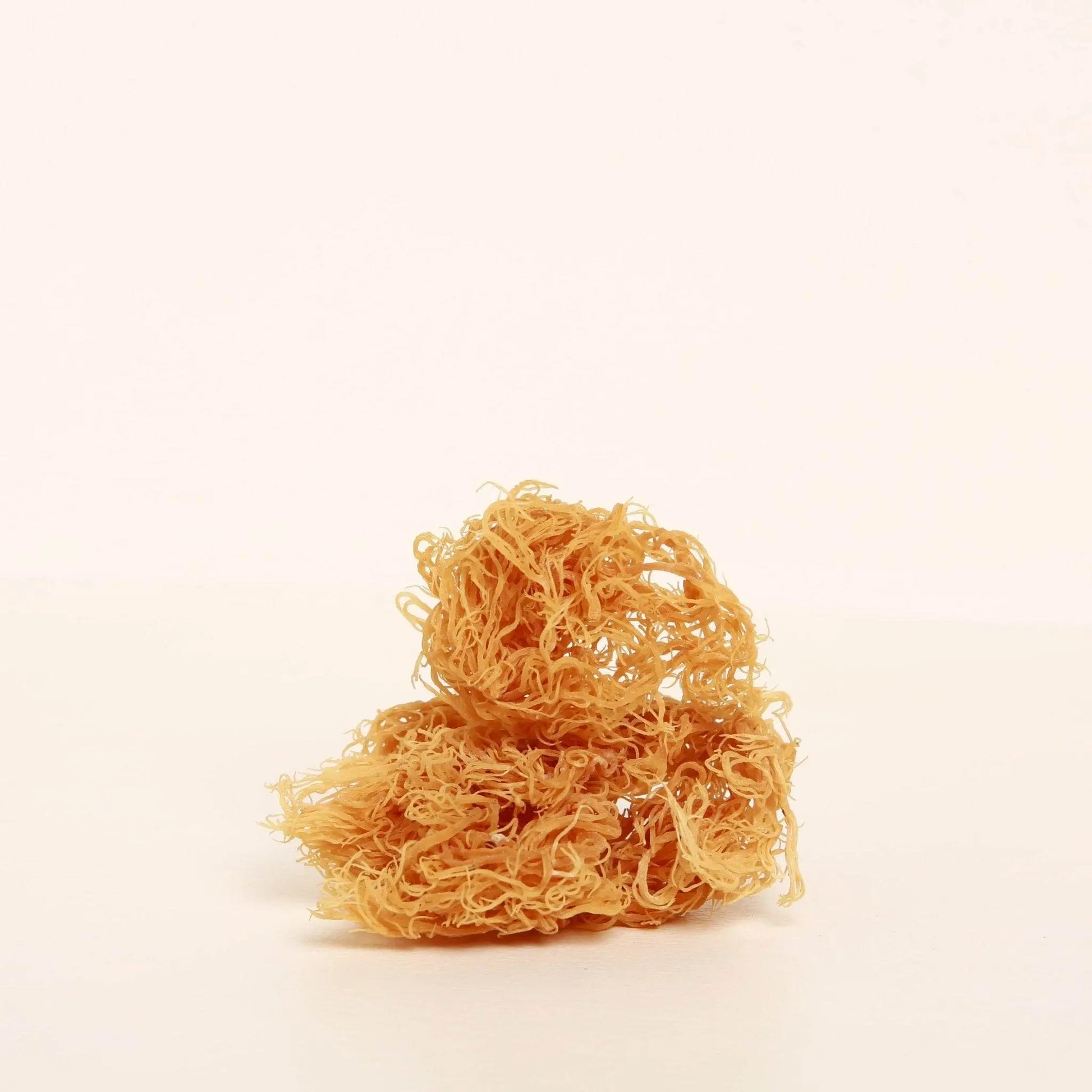 オーガニック海苔藻類（アイリッシュモス）。