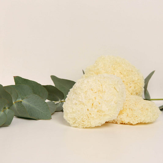 Organic Tremella (Snow Fungus) - Amanita Store