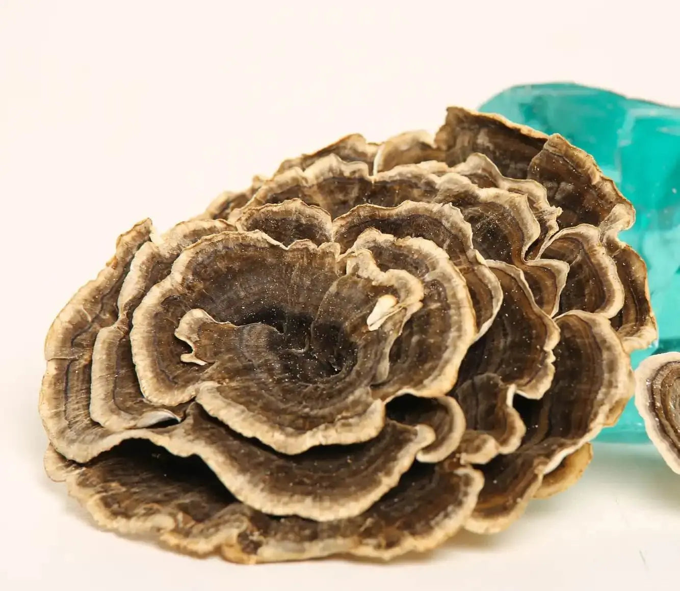 七面鳥の尾 (Trametes versicolor)。