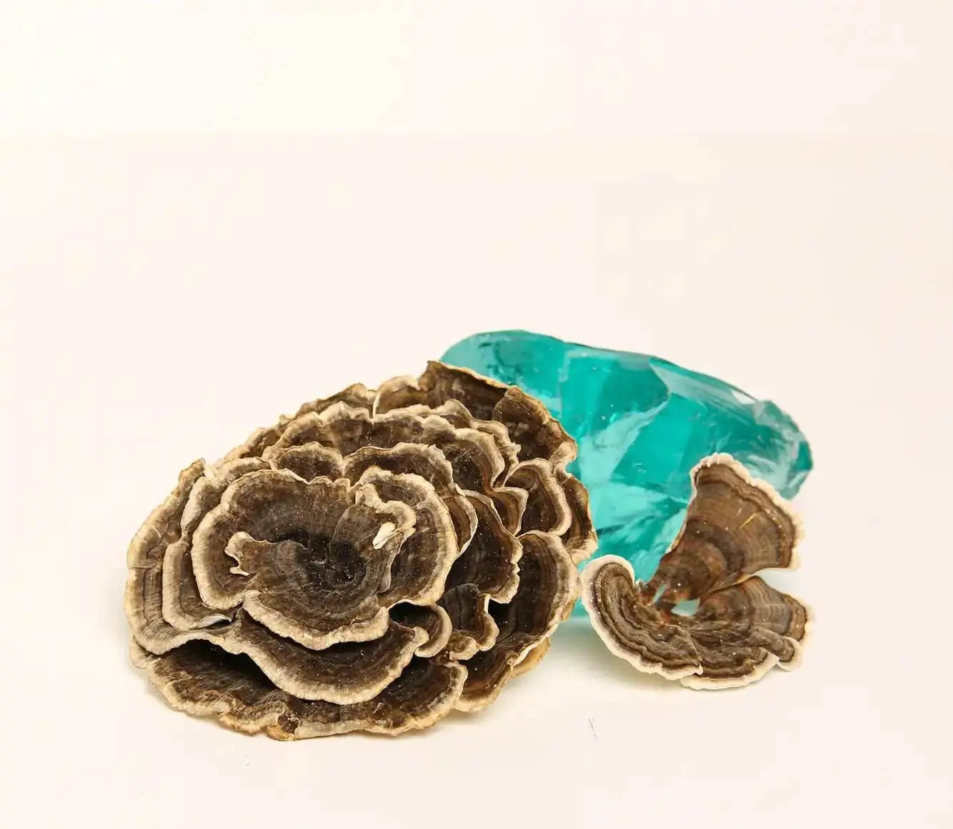 七面鳥の尾 (Trametes versicolor)。