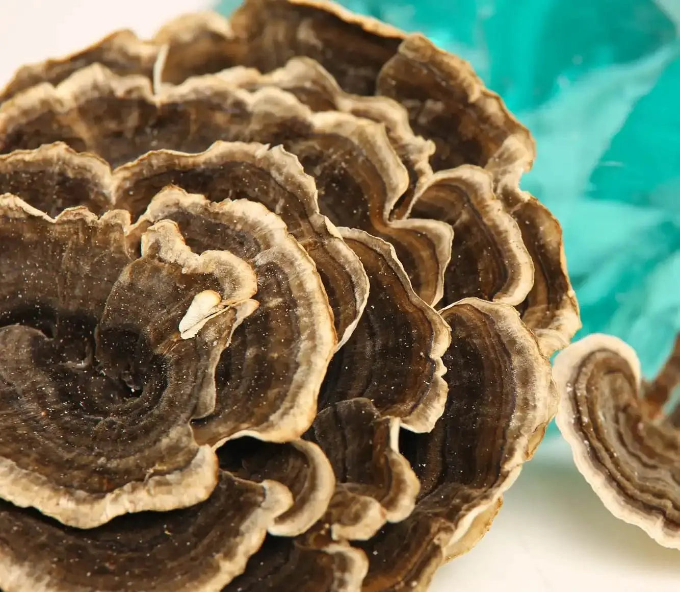 七面鳥の尾 (Trametes versicolor)。