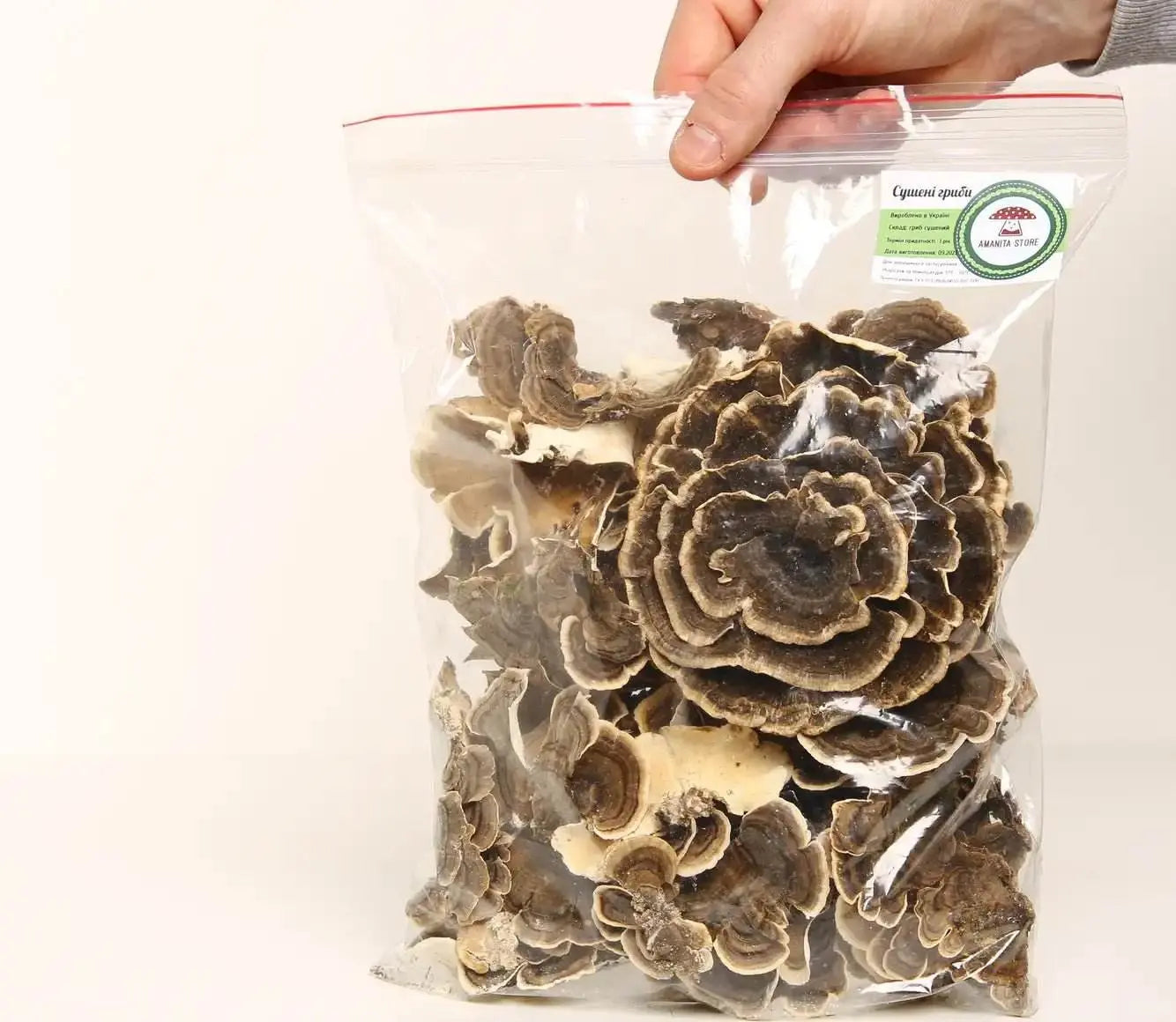 七面鳥の尾 (Trametes versicolor)。